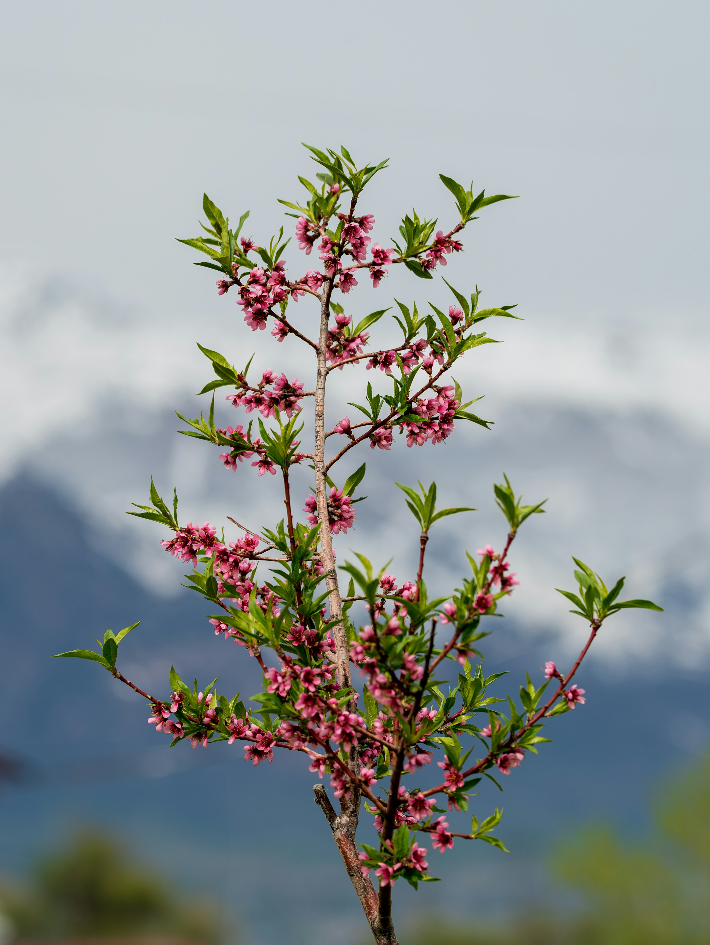 山中桃花